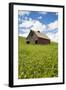USA, Washington, Palouse. Old, Red Barn in Field of Chickpeas (Pr)-Terry Eggers-Framed Photographic Print