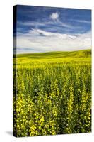 USA, Washington, Palouse. Rolling Hills Covered by Canola and Peas-Terry Eggers-Stretched Canvas