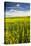 USA, Washington, Palouse. Rolling Hills Covered by Canola and Peas-Terry Eggers-Stretched Canvas