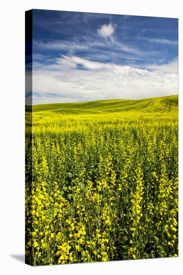 USA, Washington, Palouse. Rolling Hills Covered by Canola and Peas-Terry Eggers-Stretched Canvas