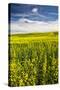 USA, Washington, Palouse. Rolling Hills Covered by Canola and Peas-Terry Eggers-Stretched Canvas