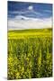 USA, Washington, Palouse. Rolling Hills Covered by Canola and Peas-Terry Eggers-Mounted Photographic Print