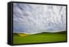 USA, Washington, Palouse. Rolling Hills Covered by Canola and Peas-Terry Eggers-Framed Stretched Canvas