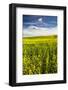 USA, Washington, Palouse. Rolling Hills Covered by Canola and Peas-Terry Eggers-Framed Photographic Print