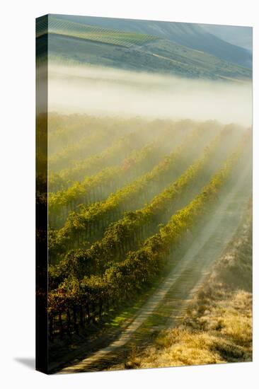 USA, Washington, Pasco. Fog and Harvest in a Washington Vineyard-Richard Duval-Stretched Canvas