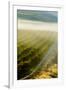 USA, Washington, Pasco. Fog and Harvest in a Washington Vineyard-Richard Duval-Framed Premium Photographic Print