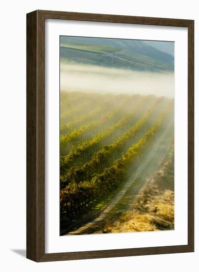 USA, Washington, Pasco. Fog and Harvest in a Washington Vineyard-Richard Duval-Framed Photographic Print