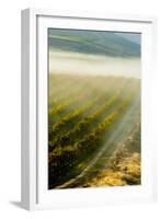 USA, Washington, Pasco. Fog and Harvest in a Washington Vineyard-Richard Duval-Framed Photographic Print