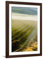 USA, Washington, Pasco. Fog and Harvest in a Washington Vineyard-Richard Duval-Framed Photographic Print