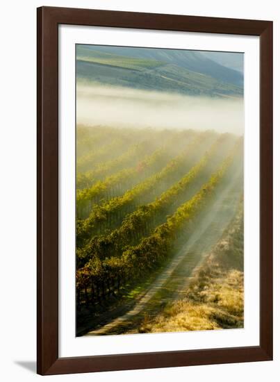 USA, Washington, Pasco. Fog and Harvest in a Washington Vineyard-Richard Duval-Framed Photographic Print