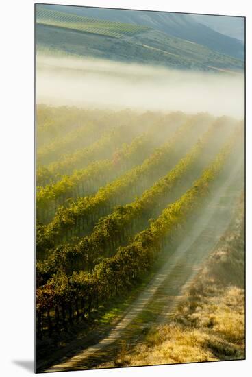 USA, Washington, Pasco. Fog and Harvest in a Washington Vineyard-Richard Duval-Mounted Premium Photographic Print