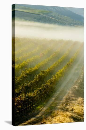 USA, Washington, Pasco. Fog and Harvest in a Washington Vineyard-Richard Duval-Stretched Canvas