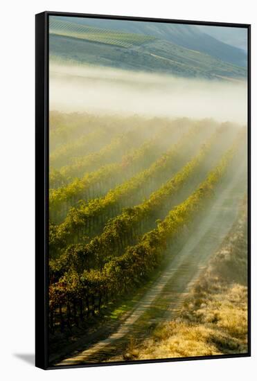 USA, Washington, Pasco. Fog and Harvest in a Washington Vineyard-Richard Duval-Framed Stretched Canvas