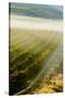 USA, Washington, Pasco. Fog and Harvest in a Washington Vineyard-Richard Duval-Stretched Canvas