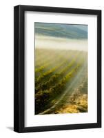 USA, Washington, Pasco. Fog and Harvest in a Washington Vineyard-Richard Duval-Framed Photographic Print