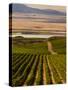 USA, Washington, Pasco. Harvest in Eastern Washington Vineyard-Richard Duval-Stretched Canvas