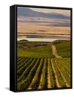 USA, Washington, Pasco. Harvest in Eastern Washington Vineyard-Richard Duval-Framed Stretched Canvas