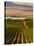 USA, Washington, Pasco. Harvest in Eastern Washington Vineyard-Richard Duval-Stretched Canvas