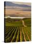 USA, Washington, Pasco. Harvest in Eastern Washington Vineyard-Richard Duval-Stretched Canvas