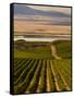 USA, Washington, Pasco. Harvest in Eastern Washington Vineyard-Richard Duval-Framed Stretched Canvas