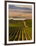 USA, Washington, Pasco. Harvest in Eastern Washington Vineyard-Richard Duval-Framed Premium Photographic Print