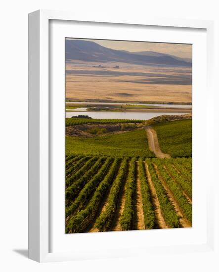 USA, Washington, Pasco. Harvest in Eastern Washington Vineyard-Richard Duval-Framed Photographic Print