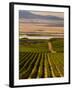 USA, Washington, Pasco. Harvest in Eastern Washington Vineyard-Richard Duval-Framed Photographic Print