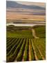 USA, Washington, Pasco. Harvest in Eastern Washington Vineyard-Richard Duval-Mounted Photographic Print