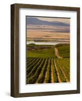 USA, Washington, Pasco. Harvest in Eastern Washington Vineyard-Richard Duval-Framed Photographic Print