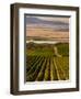 USA, Washington, Pasco. Harvest in Eastern Washington Vineyard-Richard Duval-Framed Photographic Print