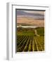 USA, Washington, Pasco. Harvest in Eastern Washington Vineyard-Richard Duval-Framed Photographic Print