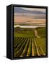 USA, Washington, Pasco. Harvest in Eastern Washington Vineyard-Richard Duval-Framed Stretched Canvas