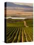 USA, Washington, Pasco. Harvest in Eastern Washington Vineyard-Richard Duval-Stretched Canvas