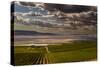 USA, Washington, Pasco. Vineyard in Eastern Washington-Richard Duval-Stretched Canvas