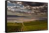USA, Washington, Pasco. Vineyard in Eastern Washington-Richard Duval-Framed Stretched Canvas