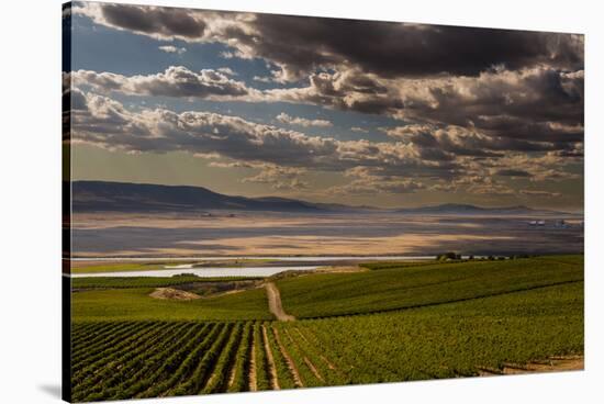 USA, Washington, Pasco. Vineyard in Eastern Washington-Richard Duval-Stretched Canvas