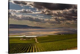 USA, Washington, Pasco. Vineyard in Eastern Washington-Richard Duval-Stretched Canvas