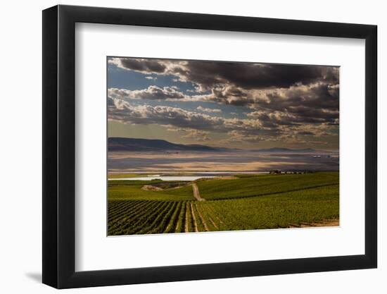 USA, Washington, Pasco. Vineyard in Eastern Washington-Richard Duval-Framed Premium Photographic Print