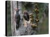 USA, Washington. Pileated Woodpecker at Nest Hole Feeding Chicks-Gary Luhm-Stretched Canvas