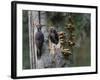 USA, Washington. Pileated Woodpecker at Nest Hole Feeding Chicks-Gary Luhm-Framed Photographic Print