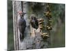 USA, Washington. Pileated Woodpecker at Nest Hole Feeding Chicks-Gary Luhm-Mounted Photographic Print