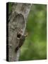 USA, Washington. Pileated Woodpecker at Nest Hole Feeding Chicks-Gary Luhm-Stretched Canvas