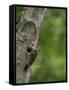 USA, Washington. Pileated Woodpecker at Nest Hole Feeding Chicks-Gary Luhm-Framed Stretched Canvas