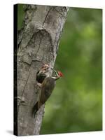 USA, Washington. Pileated Woodpecker at Nest Hole Feeding Chicks-Gary Luhm-Stretched Canvas