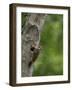 USA, Washington. Pileated Woodpecker at Nest Hole Feeding Chicks-Gary Luhm-Framed Photographic Print