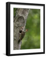 USA, Washington. Pileated Woodpecker at Nest Hole Feeding Chicks-Gary Luhm-Framed Photographic Print