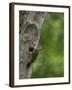 USA, Washington. Pileated Woodpecker at Nest Hole Feeding Chicks-Gary Luhm-Framed Photographic Print