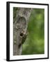 USA, Washington. Pileated Woodpecker at Nest Hole Feeding Chicks-Gary Luhm-Framed Photographic Print