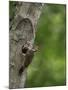 USA, Washington. Pileated Woodpecker at Nest Hole Feeding Chicks-Gary Luhm-Mounted Photographic Print