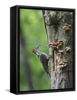 USA, Washington. Pileated Woodpecker at Nest Hole Feeding Chicks-Gary Luhm-Framed Stretched Canvas